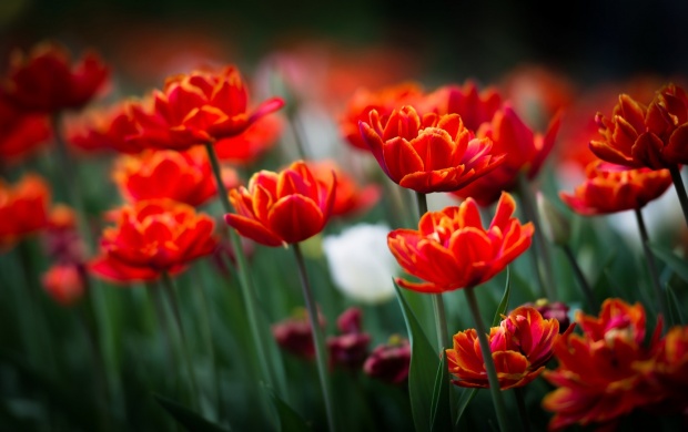Orange Tulips Spring