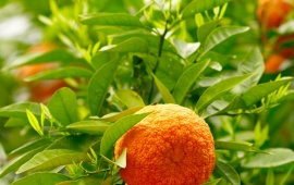 Oranges Fruits And Leaves