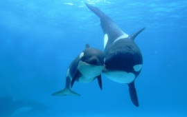 Orca Whale Love