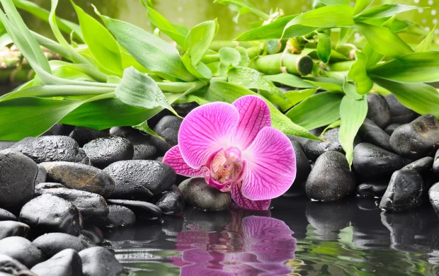 Orchid Flower On Black Pebble