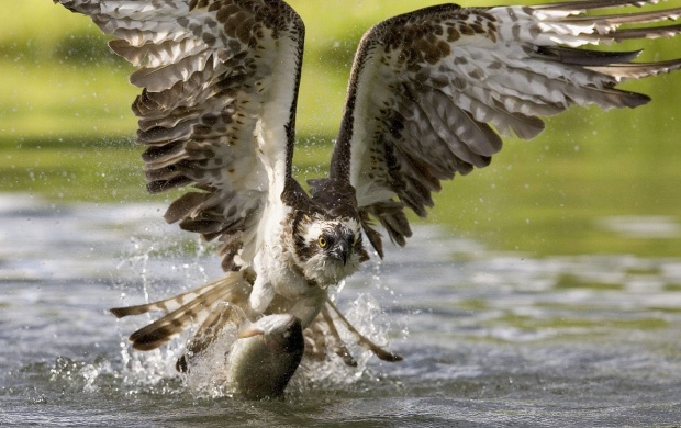 Osprey - Sea Hawk (click to view)