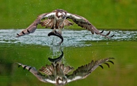 Osprey Bird