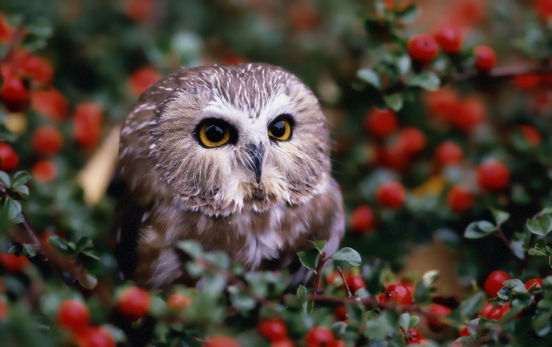 Owl And Red Berries