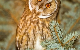 Owl At Spruce Branch