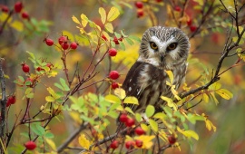 Owl Bird Sitting At Branch