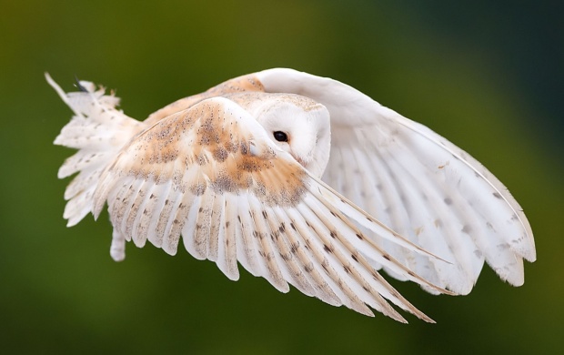 Owl Flying In Sky