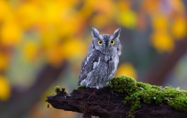 Owl Nature