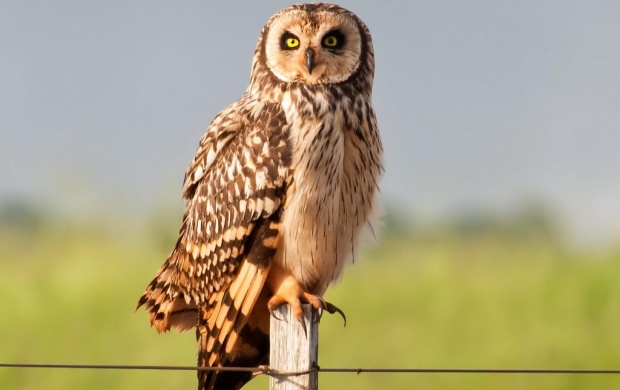 Owl On The Hunt (click to view)