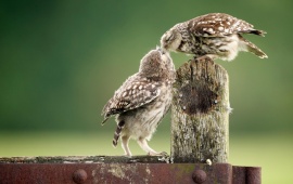 Owls Love