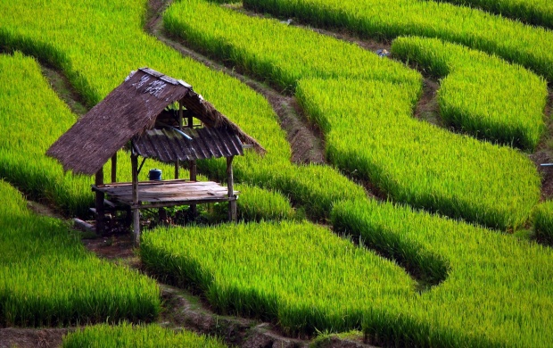 Paddy Fields (click to view)