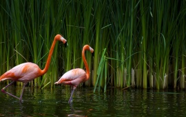 Pair Of Flamingos