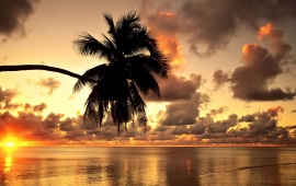 Palm Shape At Sunset