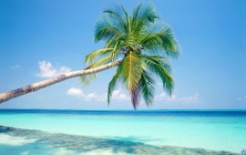 Palm Tree And Azure Water