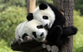 Pandas in Love