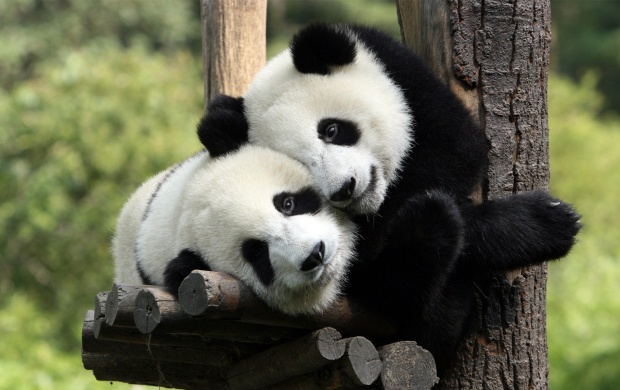 Pandas in Love (click to view)