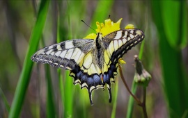 Papilio Machaon Butterfly