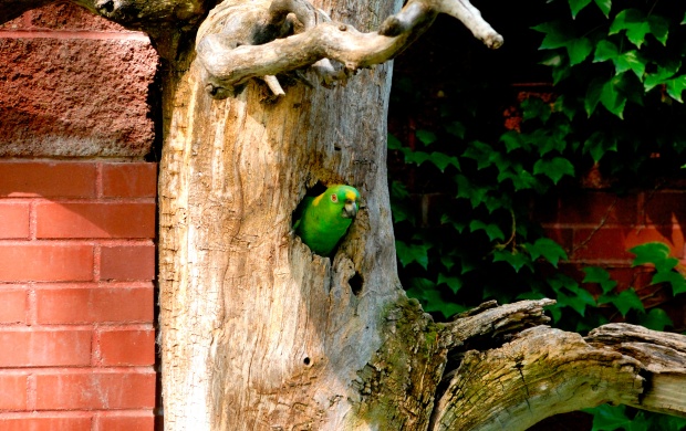 Parrot in the tree (click to view)