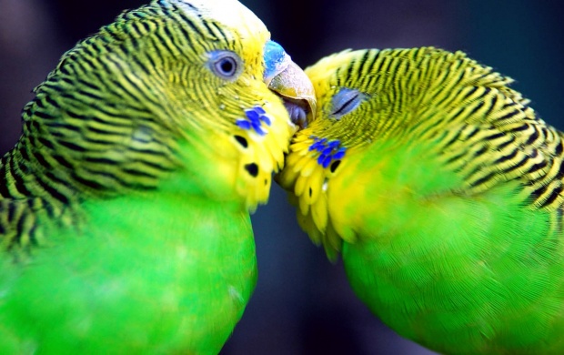 Parrots In Love (click to view)