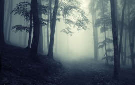 Path Through A Dark Forest