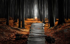 Pathway Into The Forest