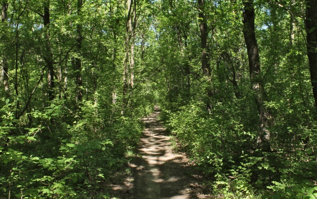 Pathway Through The Forest