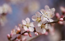Peach Blossom Flowers