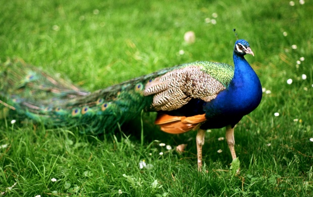 Peacock On Grassland