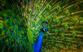 Peacock With Beautiful Feathers