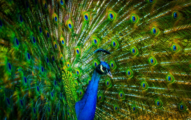 Peacock With Beautiful Feathers (click to view)