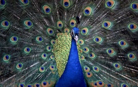 Peacock's Plume Full