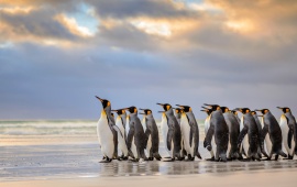 Penguins At Beach