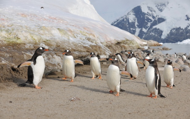 Penguins Birds Antarctica (click to view)