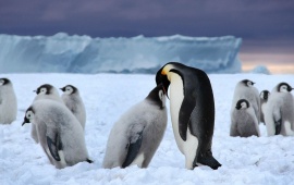 Penguins Ice Snow