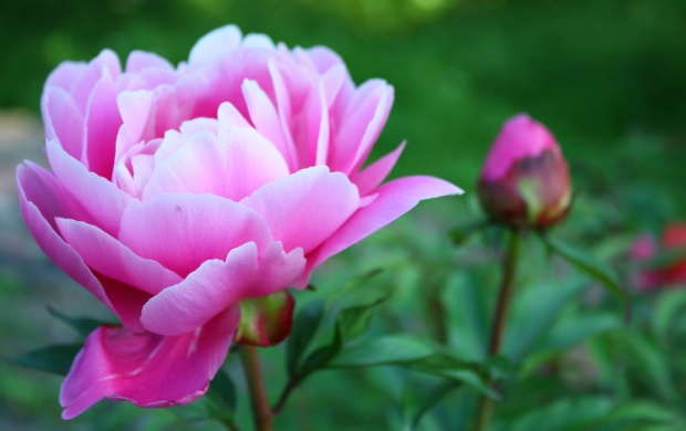 Peonies Flowers (click to view)