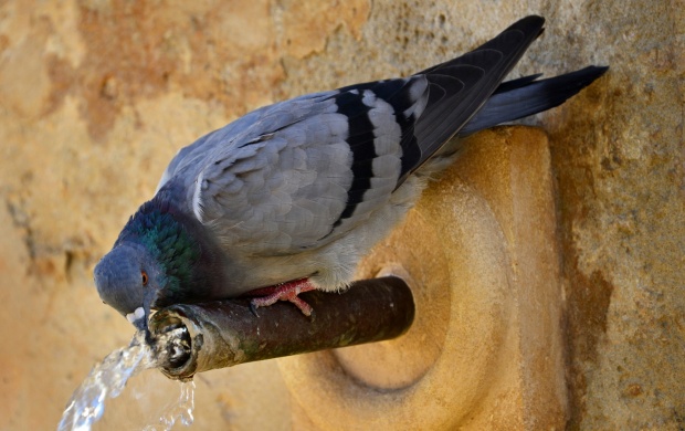 Pigeon Drinking Water (click to view)