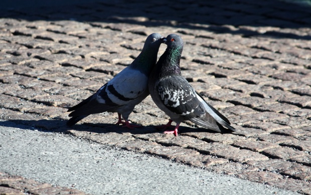 Pigeons Love (click to view)
