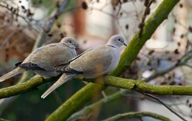 Pigeons On A Branch