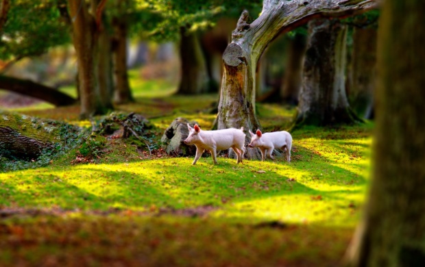 Pigs In Grass Field (click to view)