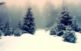 Pine Trees In Snowy Forest