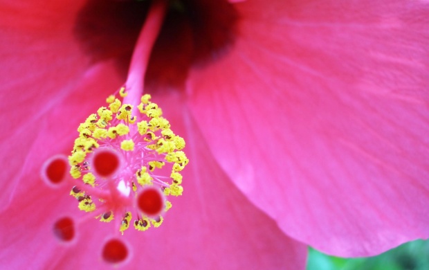 Pink and Yellow Flower (click to view)