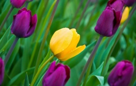 Pink And Yellow Tulips Flower Garden