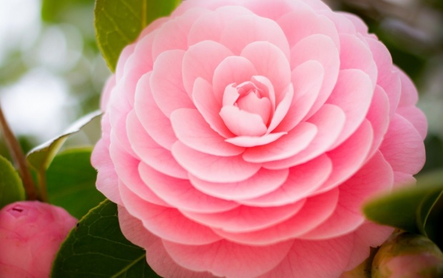 Pink Buds Camellia (click to view)