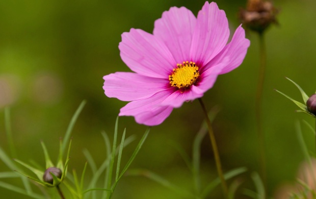 Pink Cosmos Flower (click to view)