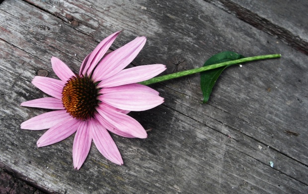 Pink Daisy Flower (click to view)