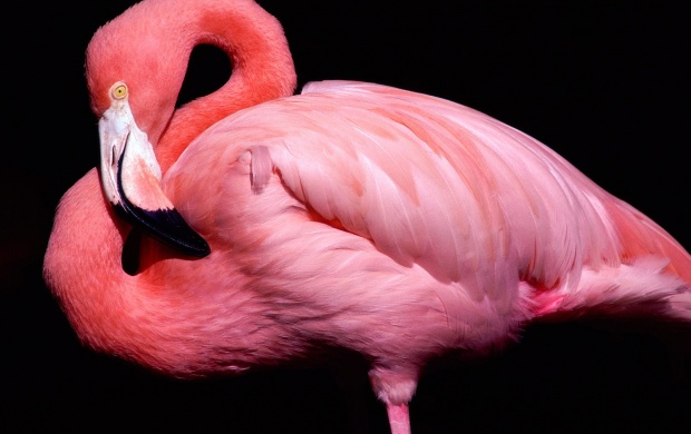 Pink Flamingo (click to view)