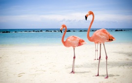 Pink Flamingos on The Beach