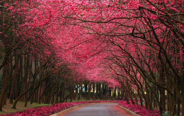 Pink Flowering Trees (click to view)