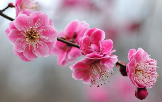 Pink Flowers Branch (click to view)
