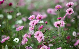 Pink Kosmeya Flowers