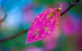 Pink Leaf Closeup